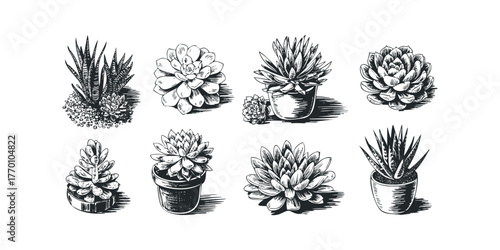 Collection of Hand Drawn Succulent Plants in Pots