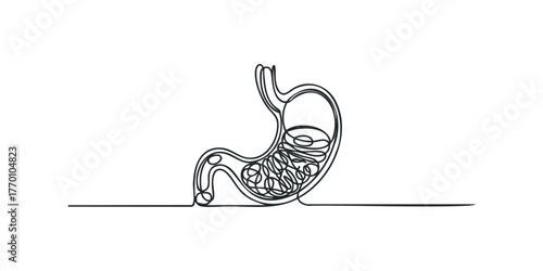 Continuous line drawing of the human stomach organ