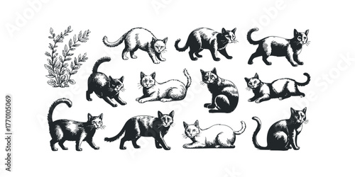 Collection of twelve diverse cat illustrations with floral branch accents