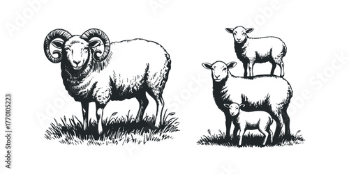 Ram with large horns and flock of sheep stand in grass