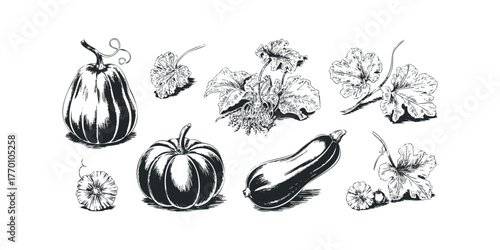 Collection of Hand Drawn Squash and Leaves in Sketch Style