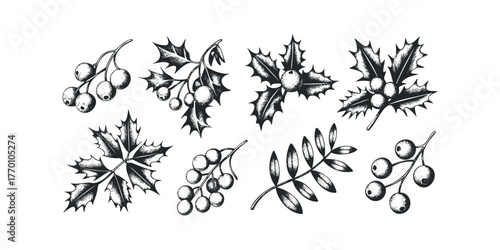 Hand-drawn Holly Berries and Leaves Collection