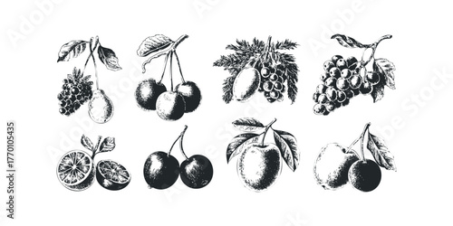 Collection of Hand-Drawn Fruit Illustrations
