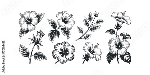 Set of Hand Drawn Hibiscus Flowers and Leaves