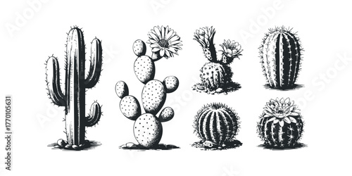 Collection of Black and White Cacti with Flowers
