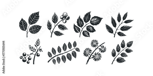 Black botanical sprigs and berries on white background