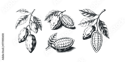 Hand drawn cocoa pods on branches with leaves
