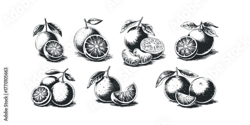 Collection of Citrus Fruit Halves and Whole Fruit
