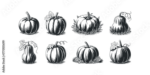 Assorted gourd and squash varieties in linocut style