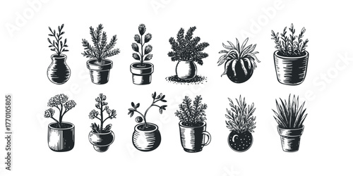 Group of Potted Plants in Various Pots and Vases