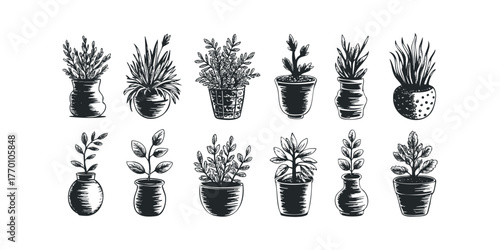 Collection of Hand Drawn Potted Plants