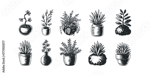 Collection of Hand Drawn Potted Plants and Foliage