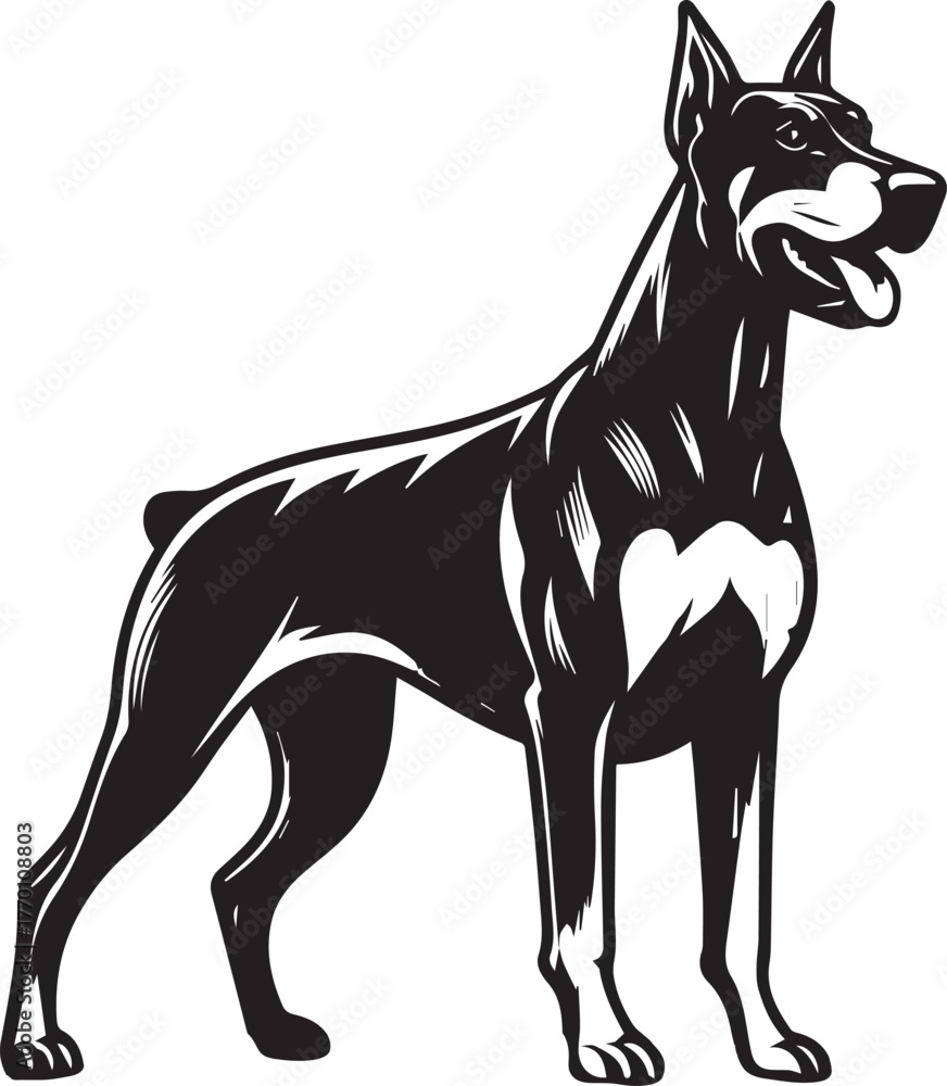 Obraz premium Dobermann Dog Vector 