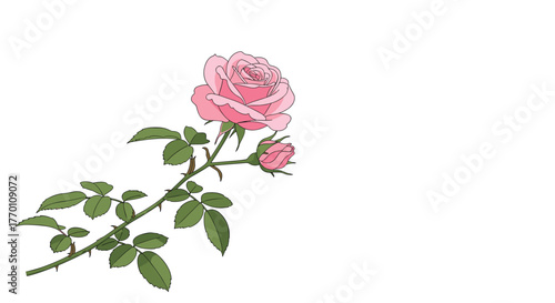 Elegant hand-drawn pink rose illustration featuring a blooming flower, a bud, green foliage, and thorny stem on a simple white background.