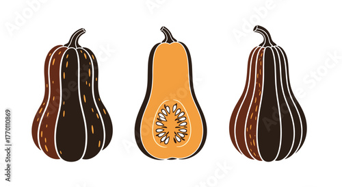 Stylized illustrations of whole and halved butternut squash, showcasing its rich colors and seeds, perfect for autumn harvest themes.