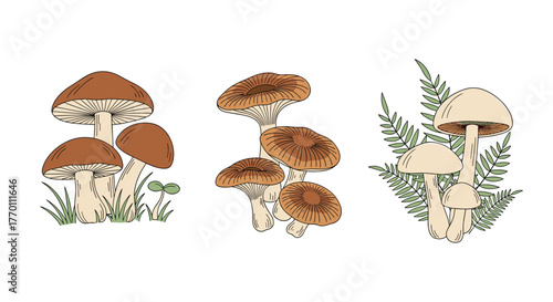 Diverse collection of hand-drawn mushroom illustrations, showcasing various fungi types with smooth and ridged caps alongside natural foliage.