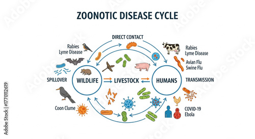 Zoonotic disease cycle showing transmission from wildlife and livestock to humans including rabies, lyme disease, avian flu, swine flu, covid-19