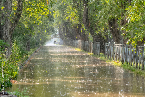  summer downpour in the poplar alley