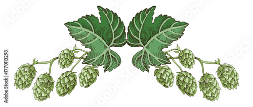 Hop plant border sketched vector