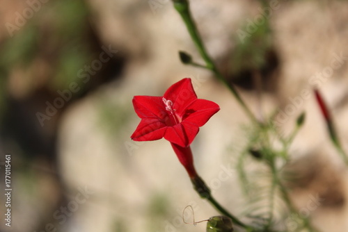 Cypress vine, Ipomoea quamoclit or the Cardinal climber