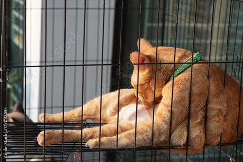 Orange cat licking belly and relaxing on cage in the morning light. lifestyle of pet indoor home. Animal portrait with copy space.