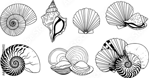 Cartoon seashells. Summer beach sea shells, underwater, ocean reef tropical shells. Marine beach shells decoration vector illustration set