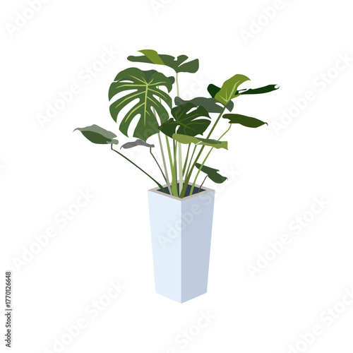 観葉植物　モンステラ　イラスト