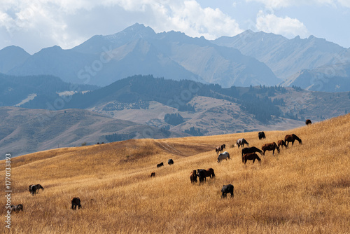 Pastoral harmony: horses grazing against backdrop of grassy hills and mountains.