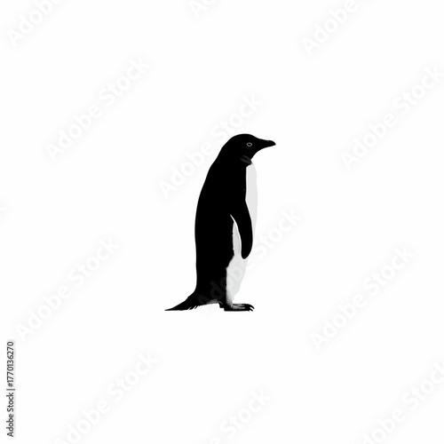 Elegant adelie penguin illustration against a clean white background, minimalist design
