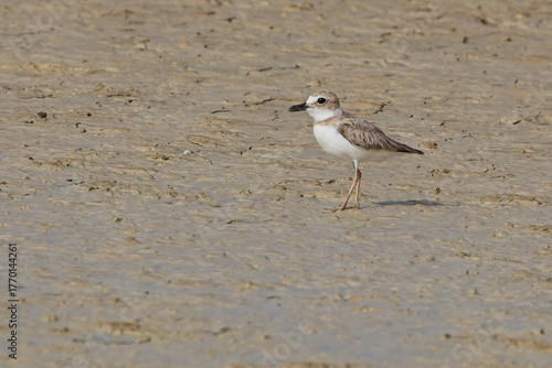 Wilson's Plover (Anarhynchus wilsonia), on the mud around McKinnon's Pond, Antigua and Barbuda, West Indies.