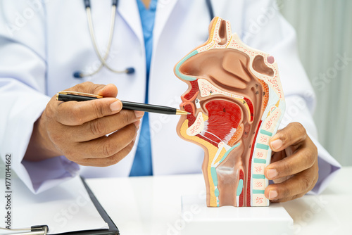 Asian doctor with nasal oral throat cavity neck human anatomy model for study diagnosis and treatment in hospital.