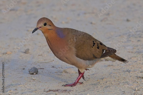 Zenaida Dove (Zenaida aurita) walking on the ground, Antigua and Barbuda, West Indies.