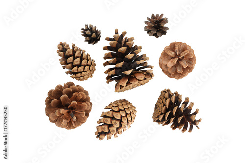 Pine cones arranged for a festive look, on white, PNG