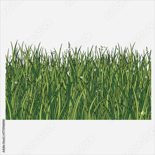 A close-up view of lush green grass blades against a clean white background with natural lighting.
