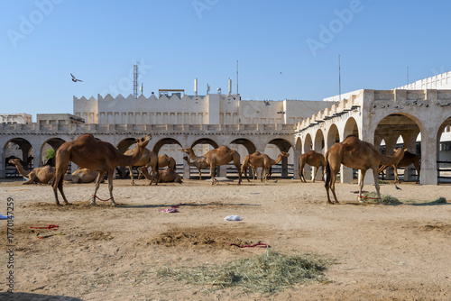 Royal Camels in Doha, Qatar, Middle East
