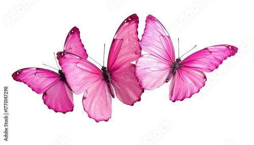 Three vibrant pink butterflies clustered on a stark black background
