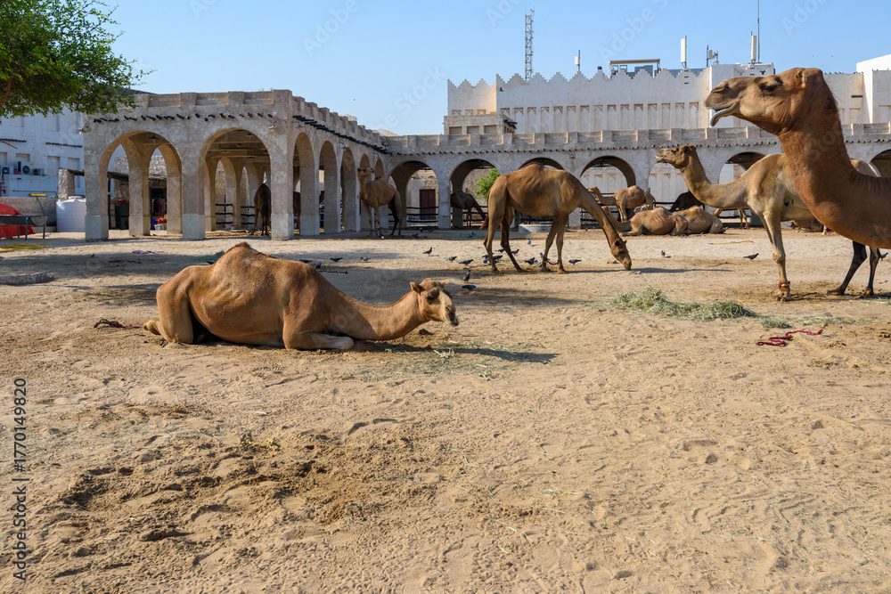 Naklejka premium Royal Camels in Doha, Qatar, Middle East