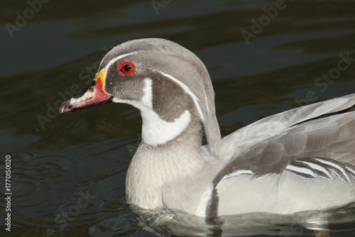 A head shot of a male Silver Carolina or Wood Duck, Aix sponsa, swimming on a canal in autumn.