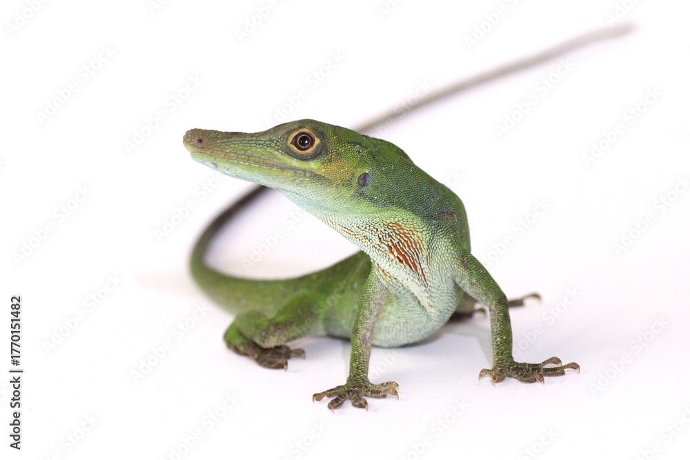 Obraz premium Anolis punctatus – Amazon Green Anole on white background
