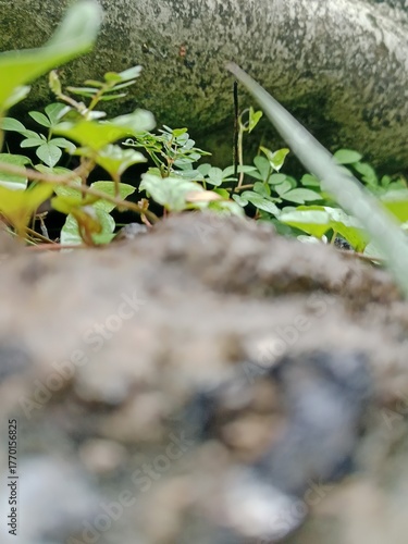 moss on stone