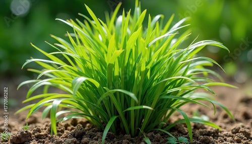 Fresh citronella grass clump grows in ground. Bright green lemongrass herb thrives in garden. Aromatic plant used in essential oils for healthy living, mosquito repellent purposes. Eco friendly