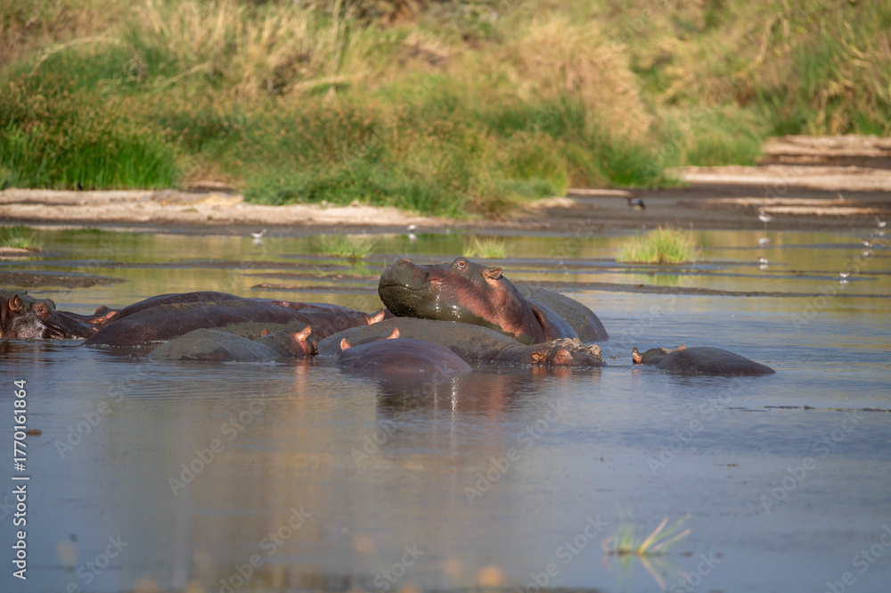 Fototapeta premium several hippos in a shallow river