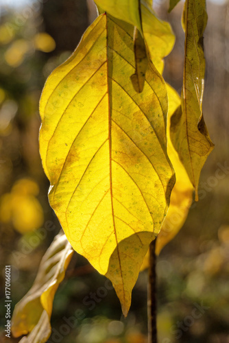 The sun shines through a hanging yellow autumn leaf, revealing all the veins. Macro. Background. Texture.