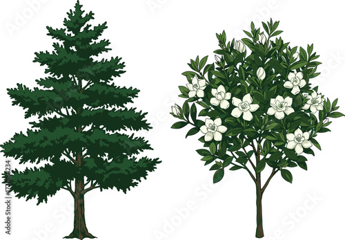Coniferous and flowering trees, botanical contrast, evergreen and deciduous, nature scene, white blossoms, green foliage, tree structure, outdoor landscape