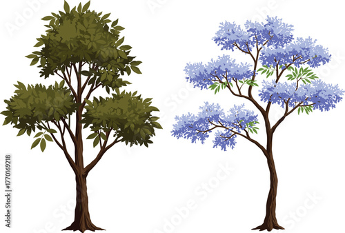 Dense green leafy tree with thick trunk, light purple flowering tree with sparse branches, botanical contrast, seasonal bloom, natural garden landscape