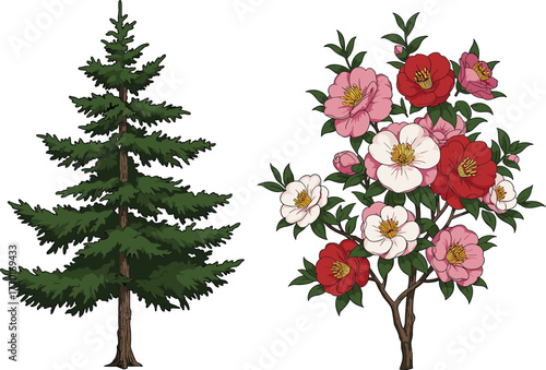 Evergreen tree, flowering shrub, botanical contrast, needle foliage, colorful blossoms, plant comparison, nature illustration, garden design