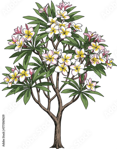 flowering tree with white and pink blossoms, green elongated leaves, botanical vector art, plumeria frangipani design, educational nature illustration