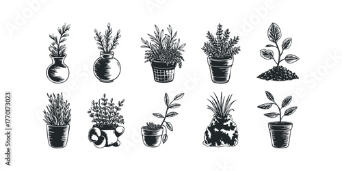 Variety of potted plants and seedlings in black and white sketch