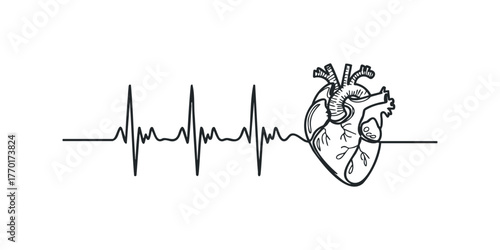 Anatomical Heart with EKG Line