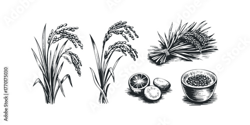 Rice stalks and citrus fruit in sketch style
